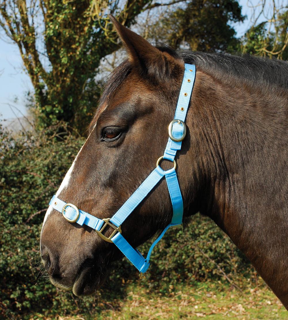 Rhinegold Licol en Nylon - SHOP HORSE